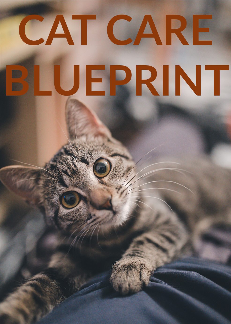 Cat Care Blueprint